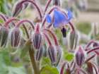 Usa-Washington State. Snoqualmie Valley-backlit Borage close-up Art Print